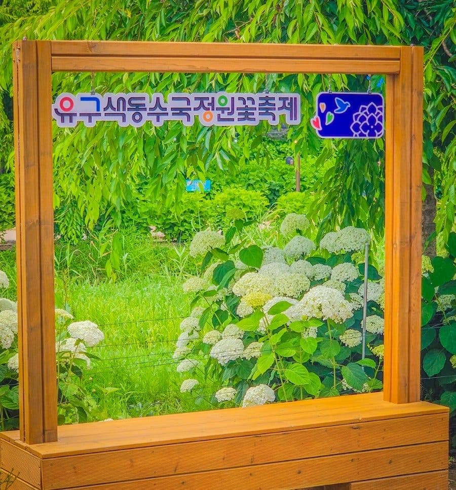 공주 유구색동수국정원 수국축제 실시간 후기