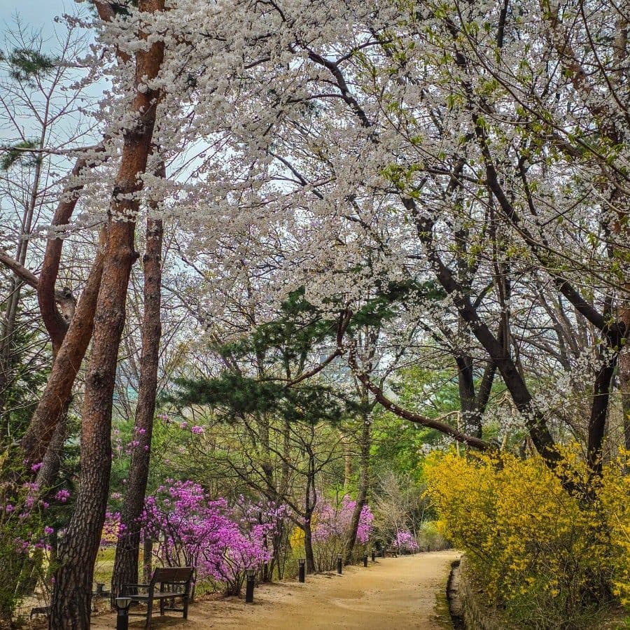강남 벚꽃 명소, 선정릉 공원 실시간 개화현황과 주차 꿀팁