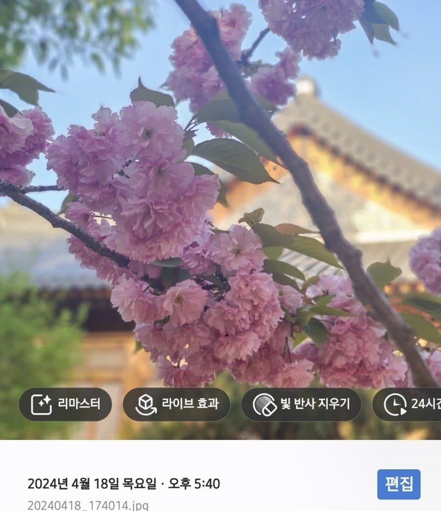 서울 겹벚꽃 명소 총정리