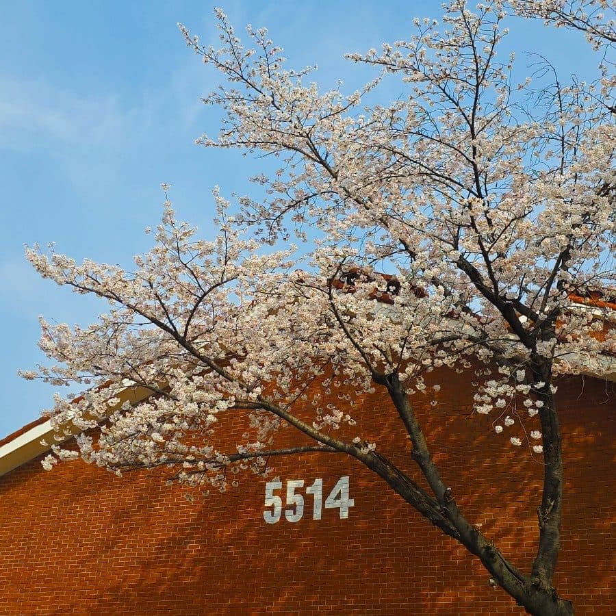 용산가족공원 미군기지 예약 주차장, 벚꽃 실시간 현황 다녀온 후기
