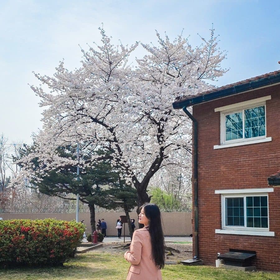 용산가족공원 미군기지 예약 주차장, 벚꽃 실시간 현황 다녀온 후기 사진 3
