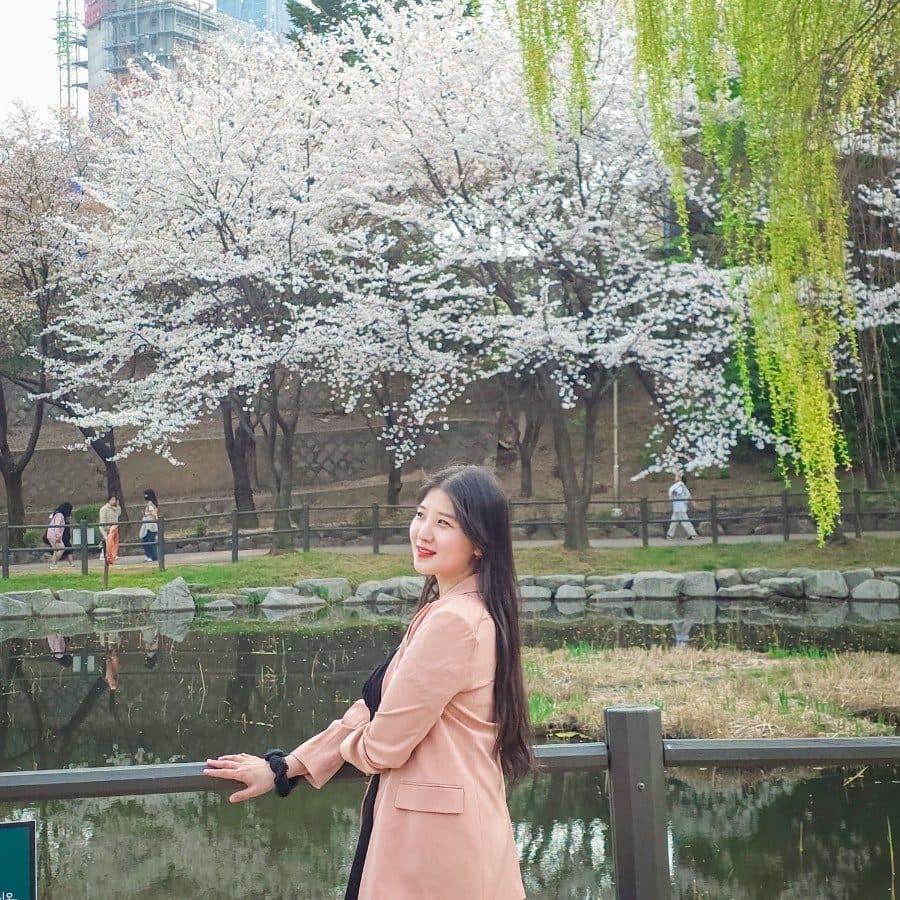 용산가족공원 미군기지 예약 주차장, 벚꽃 실시간 현황 다녀온 후기 사진 5