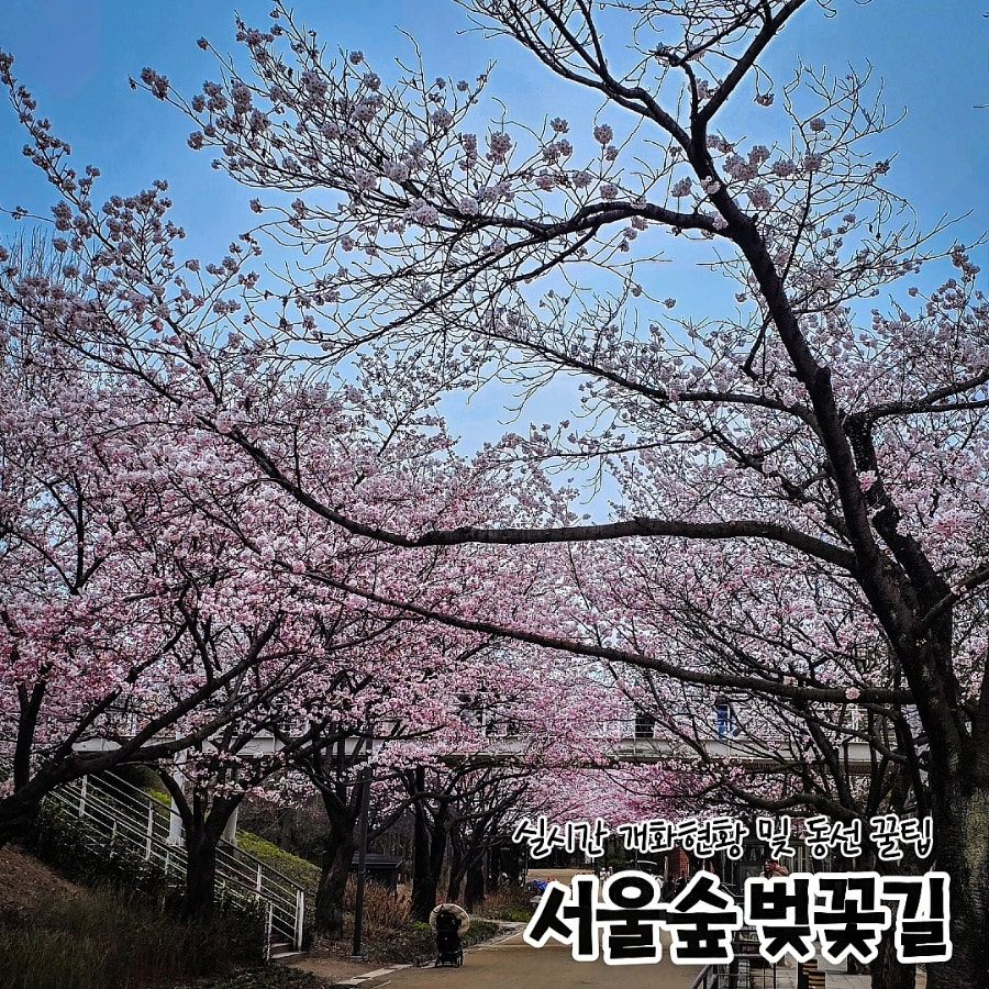 서울숲 벚꽃 데이트 코스 완전 정복 (feat. 주차장 대안, 11번 출입구 우회 루트)
